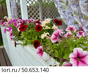 Petunia flowers on the background of an urban landscape on a summer day. Стоковое фото, фотограф Соболева Наталия / Фотобанк Лори