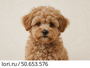 Portrait of a poodle, a small playful dog with curly, non-shedding hair, a round muzzle, large brown eyes, floppy ears and a short button nose, Стоковое AI-изображение, AI-художник Александр Поташев / Фотобанк Лори