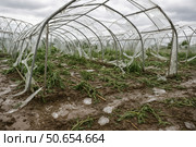 Destroyed greenhouse after hailstorm: broken frames, torn plastic, uprooted plants. Стоковое AI-изображение, AI-художник Екатерина Усенко / Фотобанк Лори