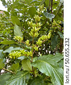 Часть соплодия сирени обыкновенной (Syringa vulgaris) с незрелыми плодами. Стоковое фото, фотограф Владимир Шипикин / Фотобанк Лори