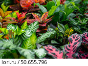 Vibrant colorful tropical plants growing densely together. Стоковое AI-изображение, AI-художник Иван Рябоконь / Фотобанк Лори