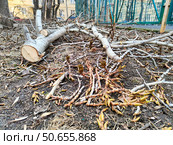 Спиленные ветви и ствол дерева на земле в городе. Редакционное фото, фотограф Мария Сергеева / Фотобанк Лори