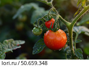 Ripe and unripe tomatoes growing on vine in garden. Стоковое AI-изображение, AI-художник Иван Рябоконь / Фотобанк Лори