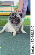 A woman pet owner is petting her pet pug dog on the street. Pug dog walk, Is the dog hot. Стоковое видео, видеограф Терехова Марина / Фотобанк Лори
