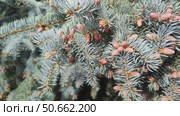 Branches of blue spruce sway in wind. Fluffy Christmas tree on sunny day in forest, garden or city park. Young pink cones Macrostrobils and needles in close-up. Evergreen coniferous tree. Стоковое видео, видеограф Ирина / Фотобанк Лори