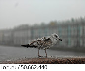 Чайка на парапете в туманный день. Стоковое фото, фотограф Пучков Андрей Александрович / Фотобанк Лори