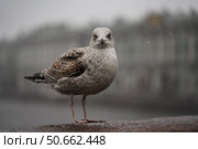 Чайка на парапете в туманный день. Стоковое фото, фотограф Пучков Андрей Александрович / Фотобанк Лори