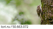Eurasian treecreeper or Certhia familiaris. Стоковое фото, фотограф Ольга Сергеева / Фотобанк Лори