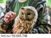 Close-up of a Strix owl perched on a persons hand, showing its detailed feathers and calm expression. Human interaction with a nocturnal forest bird. Стоковое фото, фотограф Татьяна Терехина / Фотобанк Лори