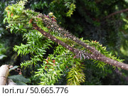 Close-up of spiky brown branches and green needle-like foliage of a monkey puzzle tree in a lush garden setting. Стоковое фото, фотограф Татьяна Терехина / Фотобанк Лори
