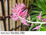 Bright pink feathery Celosia flowers on a pale stem, captured in close-up with a blurred bamboo and foliage background. Стоковое фото, фотограф Татьяна Терехина / Фотобанк Лори
