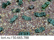 Unusual succulent plants Haworthia truncata growing in gravel soil, displaying their distinctive windowed leaf tops in a desert garden setting. Стоковое фото, фотограф Татьяна Терехина / Фотобанк Лори