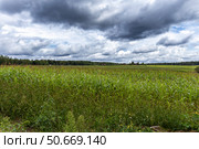 Облака над полем с молодой кукурузой (2024 год). Стоковое фото, фотограф Андрей Иванов / Фотобанк Лори
