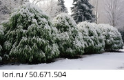 foliage emerald green arborvitae ai generated. Стоковое AI-изображение, AI-художник Vectorwin / Фотобанк Лори