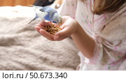Owner woman feeding a budgie. Close-up. White blue budgerigar perching on the hand. Pet bird is eating grains pet food from human palm. Cozy Indoor Setting. Person is handfeeding a parrot in the room. Стоковое видео, видеограф Марина Демидюк / Фотобанк Лори