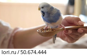 Owner woman feeding a budgie. Close-up. White blue budgerigar perching on the hand. Pet bird is eating grains pet food from human palm. Cozy Indoor Setting. Person is handfeeding a parrot in the room. Стоковое видео, видеограф Марина Демидюк / Фотобанк Лори