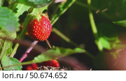 Close-up view of a single, ripe red strawberry hanging from its lush green plant in a garden, perfectly poised for picking and savoring its delicious flavor. Стоковое видео, видеограф Ольга Ильина / Фотобанк Лори