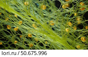 cellular filamentous algae ai generated. Стоковое AI-изображение, AI-художник Vectorwin / Фотобанк Лори