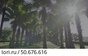 A lush tropical landscape of tall palm trees on a sunny day, ideal stock footage for travel, vacations, tropical themes, and leisure activities. Стоковое AI-видео, аниматор Башкирова Анна / Фотобанк Лори