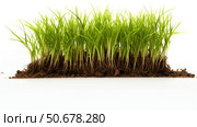 tuft grass on white background ai generated. Стоковое AI-изображение, AI-художник Vectorwin / Фотобанк Лори