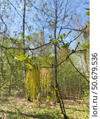 Цветение клёна ясенелистного (Acer negundo) Стоковое фото, фотограф Мария Кылосова / Фотобанк Лори