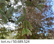Branch of California redwood or coastal redwood (Sequoia sempervirens) Стоковое фото, фотограф Irina Opachevsky / Фотобанк Лори