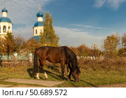 Верховая лошадь для выездки на фоне церкви. Стоковое фото, фотограф Андрей Иванов / Фотобанк Лори