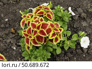Колеус. Стоковое фото, фотограф Юлия Сергеевна Купина / Фотобанк Лори