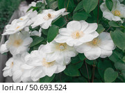 Clematis variety Jancy Cream large-flowered. White flowers of clematis. Flowering large-flowered garden liana. Стоковое фото, фотограф Оксана Медведева / Фотобанк Лори