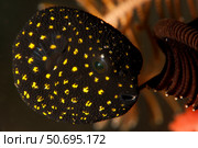 Juvenile guineafowl spotted pufferfish sheltering amongst a crinoid, Bali. Стоковое фото, фотограф Steve Jones/Stocktrek Images / ТАСС / Фотобанк Лори