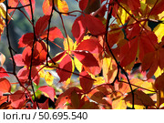 Leaves of virginia creeper (lat.- Parthenocissus quinquefolia) Стоковое фото, фотограф Irina Opachevsky / Фотобанк Лори