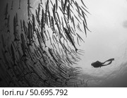 Diver and schooling blackfin barracuda, Papua New Guinea. Стоковое фото, фотограф Steve Jones/Stocktrek Images / ТАСС / Фотобанк Лори