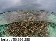 A staghorn coral colony grows in shallow water in the Solomon Islands. Стоковое фото, фотограф Ethan Daniels/Stocktrek Images / ТАСС / Фотобанк Лори