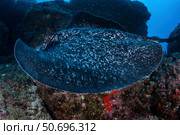 A large black-blotched stingray swims over the rocky seafloor. Стоковое фото, фотограф Ethan Daniels/Stocktrek Images / ТАСС / Фотобанк Лори