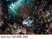 A lionfish hunts for prey on a colorful coral reef. Стоковое фото, фотограф Ethan Daniels/Stocktrek Images / ТАСС / Фотобанк Лори