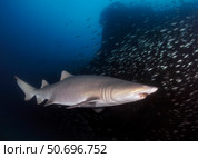 Sand Tiger shark swims by the wreck of USCGC Spar. Стоковое фото, фотограф Karen Doody/Stocktrek Images / ТАСС / Фотобанк Лори