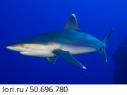 Silvertip shark, Kimbe Bay, Papua New Guinea. Стоковое фото, фотограф Steve Jones/Stocktrek Images / ТАСС / Фотобанк Лори