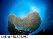 Large staghorn coral, Christmas Island, Australia. Стоковое фото, фотограф Mathieu Meur/Stocktrek Images / ТАСС / Фотобанк Лори