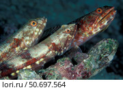 A trio of benthic Gracile lizardfish perched on a rock in the Maldives. Стоковое фото, фотограф Steve Jones/Stocktrek Images / ТАСС / Фотобанк Лори