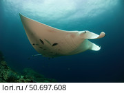 Underside view of a giant oceanic manta ray, Raja Ampat, Indonesia. Стоковое фото, фотограф Steve Jones/Stocktrek Images / ТАСС / Фотобанк Лори