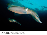 Bigfin reef squid tending eggs along a buoy line, Lembeh Strait, Indonesia. Стоковое фото, фотограф Steve Jones/Stocktrek Images / ТАСС / Фотобанк Лори