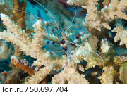 Banded coral shrimp amongst staghorn coral, Papua New Guinea. Стоковое фото, фотограф Steve Jones/Stocktrek Images / ТАСС / Фотобанк Лори