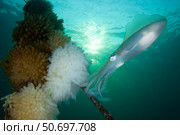 Bigfin reef squid tending eggs along a buoy line, Lembeh Strait, Indonesia. Стоковое фото, фотограф Steve Jones/Stocktrek Images / ТАСС / Фотобанк Лори