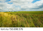 Поле и небо в летний день. Стоковое фото, фотограф Ольга Дмитренко / Фотобанк Лори