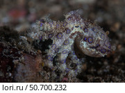 A blue-ringed octopus lings to the seafloor in Lembeh Strait, Indonesia. Стоковое фото, фотограф Ethan Daniels/Stocktrek Images / ТАСС / Фотобанк Лори