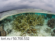 A staghorn coral colony grows in shallow water in the Solomon Islands. Стоковое фото, фотограф Ethan Daniels/Stocktrek Images / ТАСС / Фотобанк Лори