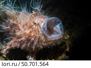 Striated hairy frogfish yawning, Anilao, Philippines. Стоковое фото, фотограф Brook Peterson/Stocktrek Images / ТАСС / Фотобанк Лори