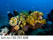 Reefscape in New Ireland, Papua Guinea. Стоковое фото, фотограф Bruce Shafer/Stocktrek Images / ТАСС / Фотобанк Лори