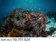 Reef fish swimming above a coral reef in the Lesser Sunda Islands. Стоковое фото, фотограф Ethan Daniels/Stocktrek Images / ТАСС / Фотобанк Лори
