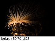 A tube anemone illuminated with a snoot, Southern California. Стоковое фото, фотограф Brook Peterson/Stocktrek Images / ТАСС / Фотобанк Лори